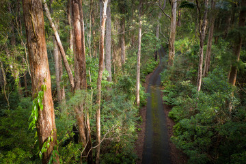Rainforest road, Springbrook