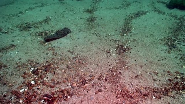 Unique endemic crustacean crayfish Acanthogammarus deep underwater in animal world of peculiar wild nature of Lake Baikal in Siberia Russia.