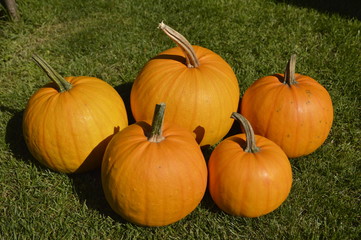 pile of ripe orange pumpkins lying on the grass