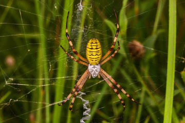 Wasp spider (Argiope bruennichi) on web. Black and yellow stripe Argiope bruennichi wasp spider on web