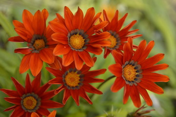 orange blooming treasure flowers, gazania flowers, close up