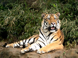 Obraz premium アムールトラ