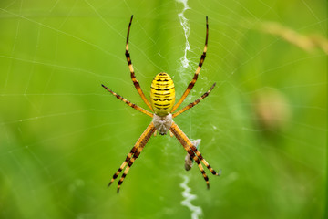 Wasp spider (Argiope bruennichi) on web. Black and yellow stripe Argiope bruennichi wasp spider on web