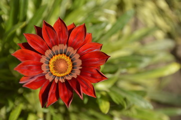 red blooming treasure flowers, gazania flowers, close up