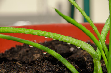 The greens. Closeup photo of green plants. drops of water on plant. black grass. leaves. macro photography