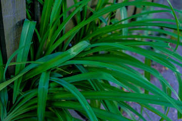 Green tropical plant close-up. Abstract natural floral background Selective focus