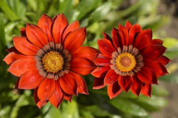 red blooming treasure flowers, gazania flowers, close up