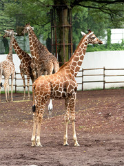 キリン © moonrise