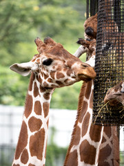 キリン © moonrise