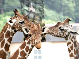 キリン © moonrise