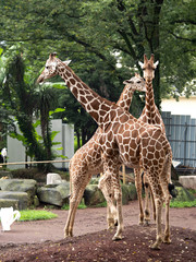 キリン © moonrise