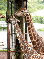 キリン © moonrise