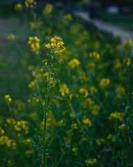 Field of yellow flowers, yellow and green, summer photography, landscape 