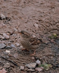Sparrow on the beach, cute bird, little bird