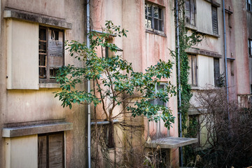 Fototapeta na wymiar Building-side Tree, Ikeshima