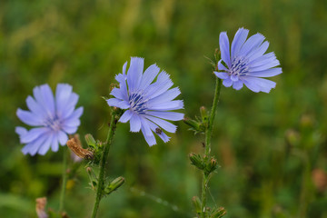 Drei blaue Blüten der Heilpflanze Gemeine Wegwarte (lat.: Cichorium intybus)