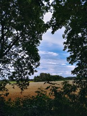 Sky in the field, trees, landscape, nature photography 
