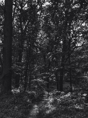 Forest, park, nature, trees, black and white 