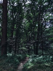 Obraz premium path in the forest, green trees, green photography, atmosphere of nature