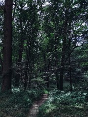 path in the forest, green trees, green photography, nature atmosphere 