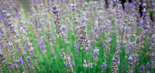Morning lavender. Summer blur background. Spring lavender background. Flower background.