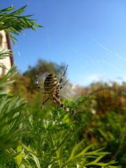yellow large spider weaves a web in the grass
