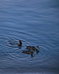 duck swimming in the water, ducks in the river, landscape 