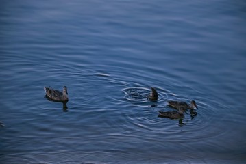 duck swimming in the water, ducks in the river, landscape 