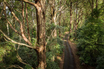Rainforest road, Springbrook