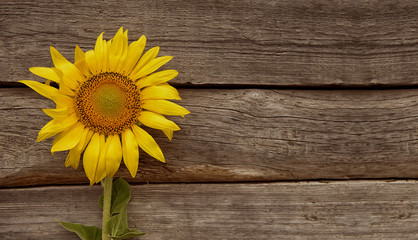 Yellow sunflower on a wooden surface