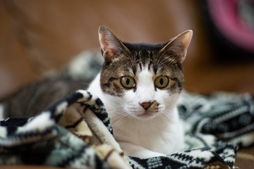 猫と暮らす　　キジトラ猫