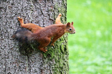 Obraz premium Portrait of red squirrel on a tree trunk in a green park