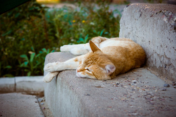 Sol-Iletsk cats, Russia. Travel across Russia.