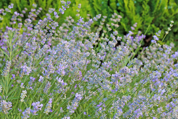 Obraz premium View of Lavandula angustifolia at a garden close up.