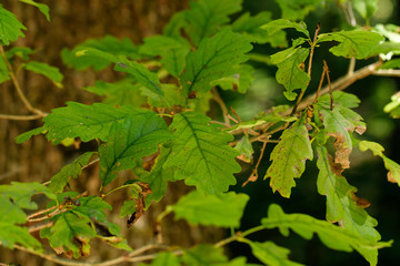 Blätter einer Eiche / Eichenlaub vor dem Baumstamm im Wald