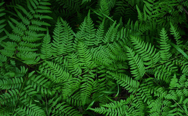 Naklejka na ściany i meble fern leaves in the forest, natural green background