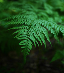 fern leaves in the forest, natural  green background