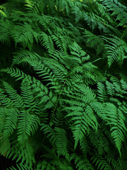 fern leaves in the forest, natural  green background