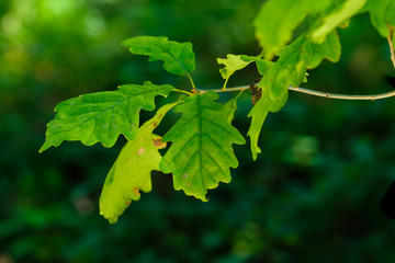 Fototapeta na wymiar Blätter einer Eiche / Eichenlaub an einem Ast im Wald
