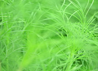 blurry bright green grasses abstract background