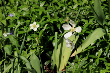 White blooming flowers in a garden