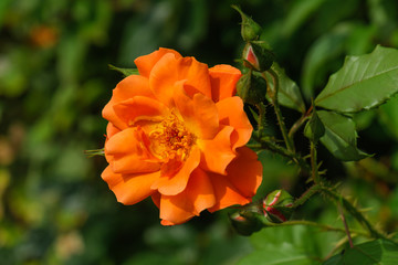 Eine wunderschön blühende Orange / lachfarbene Rose an einer Hecke