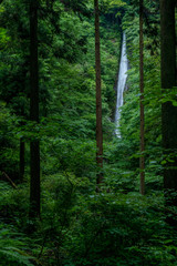酒水の滝　神奈川県