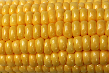 Yellow closeup corn background