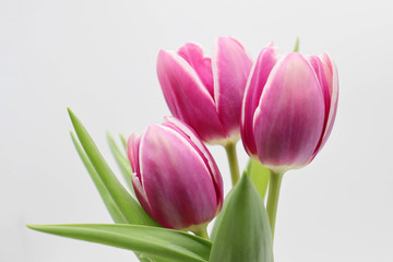 bouquet of pink tulips on white background
