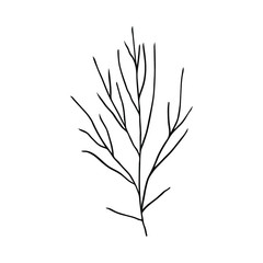 Bush with bare branches. Hand drawn vector isolated element for design.
