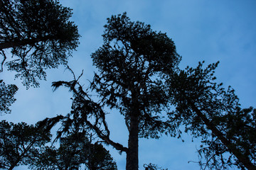 Winter in Inari lake, Lapland, Finland