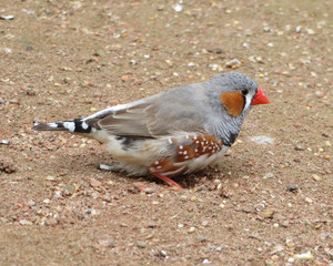zebra finch on the ground