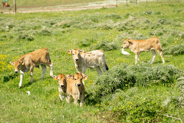 Italy Tuscany Grosseto, natural park of the Maremma nature reserve Alberese Uccellina free animals