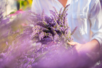 Woman cutting lavender flowers in the garden. - obrazy, fototapety, plakaty